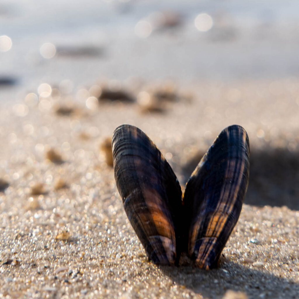 gratis activiteiten op vakantie